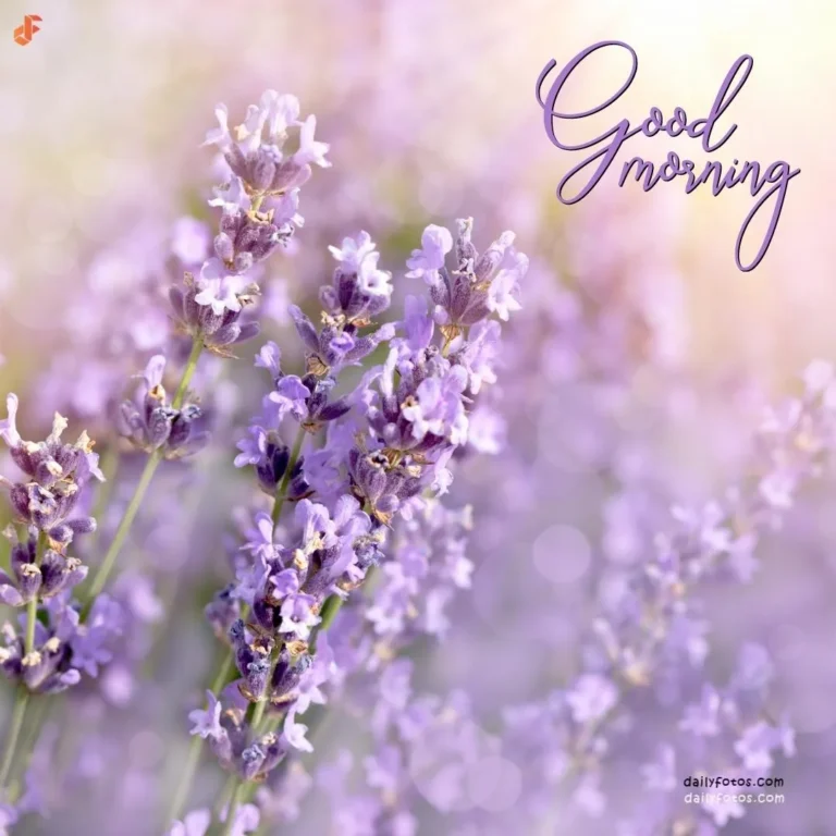 Good morning image of lavendar flowers