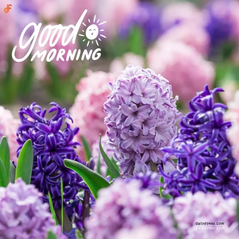 Good morning image of purple flowers